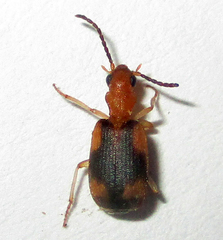 Brachininae