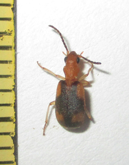 Brachininae