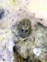 Acanthopleura gemmata