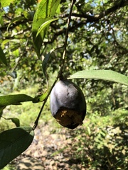 Ficus pumila awkeotsang