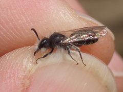 Andrena ventralis