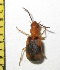 Brachininae
