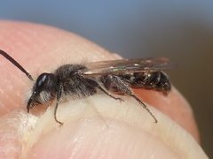 Andrena ventralis