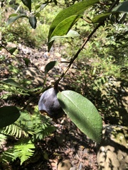 Ficus pumila awkeotsang
