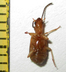 Brachininae