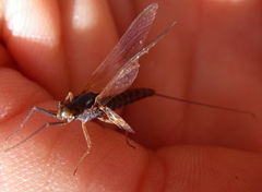 Leptophlebia