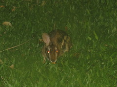 Sylvilagus brasiliensis