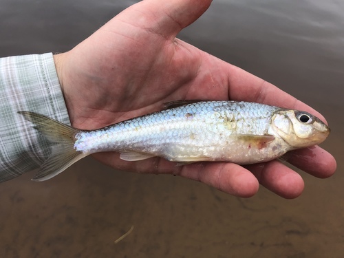 Silver Chub