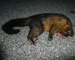 Trichosurus vulpecula fuliginosus