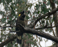 Zanda funerea xanthanota
