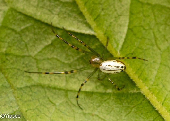 Black-Striped Orchard Spider from Doi Suthep, Mueang Chiang Mai ...