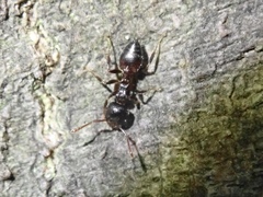 Crematogaster teranishii
