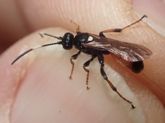 Ichneumon albiger