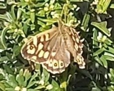 Pararge aegeria