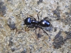Lasius spathepus