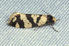 Lepidoscia characota