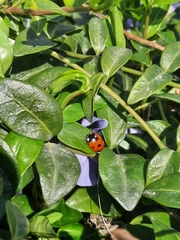 Coccinella septempunctata