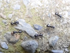 Lasius spathepus