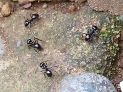 Lasius spathepus