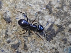 Lasius spathepus