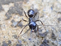 Lasius spathepus