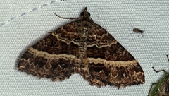 Chrysolarentia vicissata