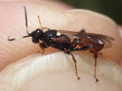 Ichneumon albiger