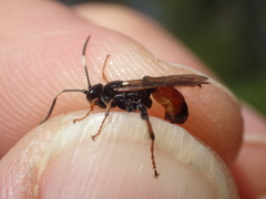 Ichneumon albiger