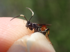 Ichneumon albiger