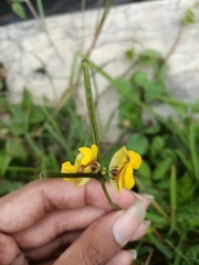 Vigna radiata sublobata