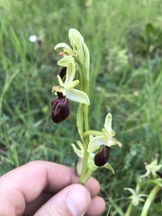 Ophrys exaltata
