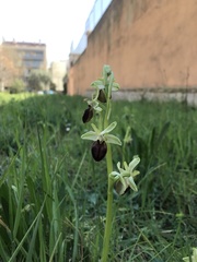 Ophrys exaltata
