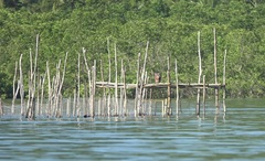 Nycticorax caledonicus