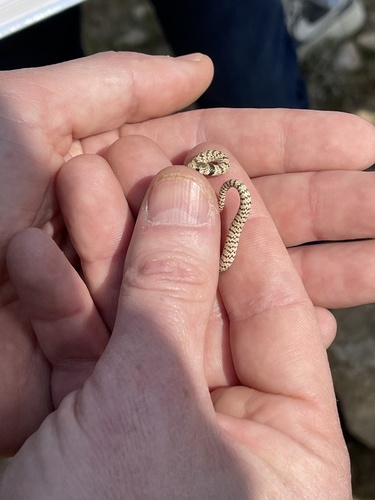 Crowned Dwarf Racer (Eirenis coronella) - Snakes and Lizards