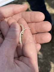 Eirenis coronelloides