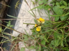 Vigna radiata sublobata