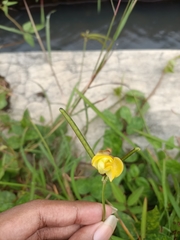 Vigna radiata sublobata