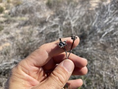 Lampranthus densifolius