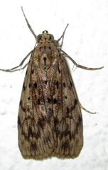 Sommeria meridionalis