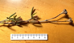 Lampranthus densifolius