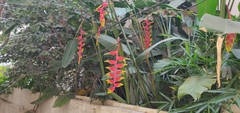 Heliconia rostrata
