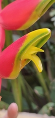 Heliconia rostrata
