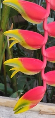 Heliconia rostrata