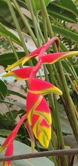 Heliconia rostrata