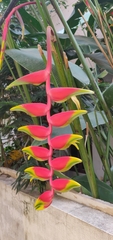 Heliconia rostrata