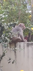 Macaca mulatta