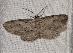 Syneora acclinis