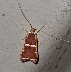 Barantola pulcherrima