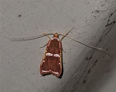 Barantola pulcherrima