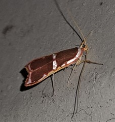 Barantola pulcherrima